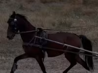 Aygʻir, Hackney horse — 1-rasm