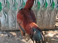 Chickens — photo 1
