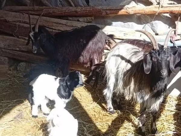 Коза, Козлы