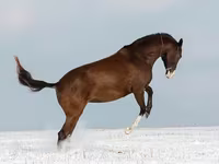 Madyan, Akhal-Teke — foto 4