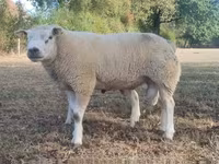 Carnero, Texel sheep — foto 1