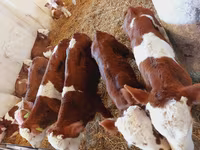 Buğa, Simmental cattle — foto 4