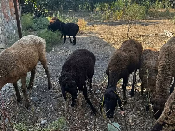 Sheep (batch, sex not specified), Sheep — Azerbaijan