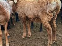 Qoyun, Arashan sheep — foto 2