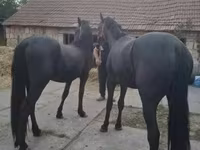 Kůň, Friesian — foto 3