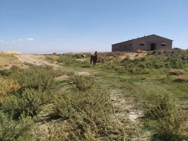 Caballo, Caballos