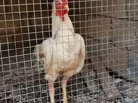 Chickens — photo 2