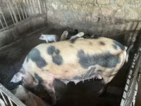 Säue, Schweine — Foto 4