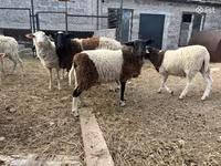 Qoç, Dorper sheep — foto 5