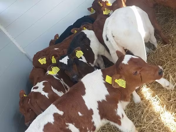 Buğa, Simmental cattle