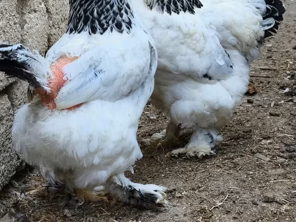 Brahma