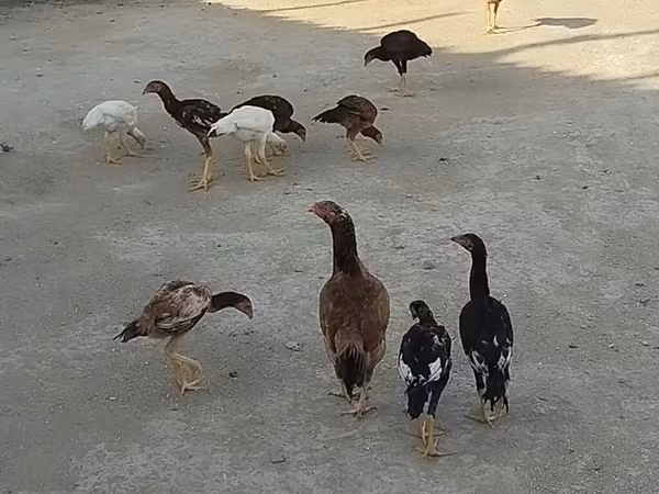 مالينس