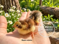 Quails — foto 5