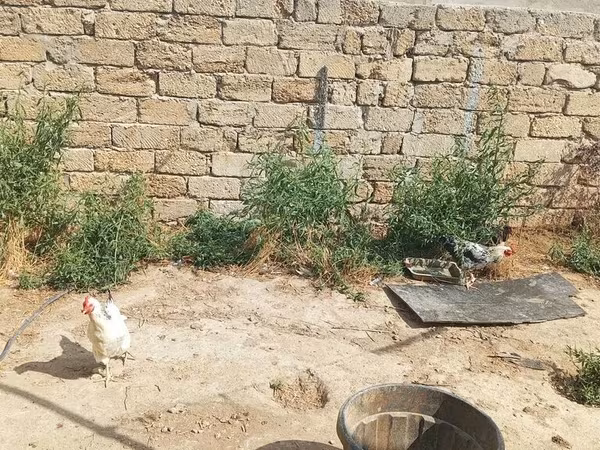 Chickens — Azerbaijan
