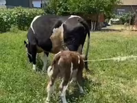 Cow, Russian Black pied cattle — photo 2