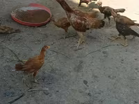 Chickens — photo 1