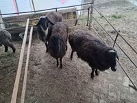 Sheep (batch, sex not specified), Sheep — photo 2