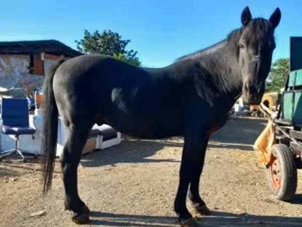 Cavalo, Cavalos