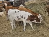 Byk, Simmental cattle — zdjęcie 8