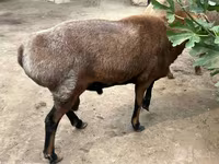Widder, Edilbay sheep — Foto 3