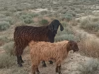 Sheep (batch, sex not specified), Sheep — photo 2