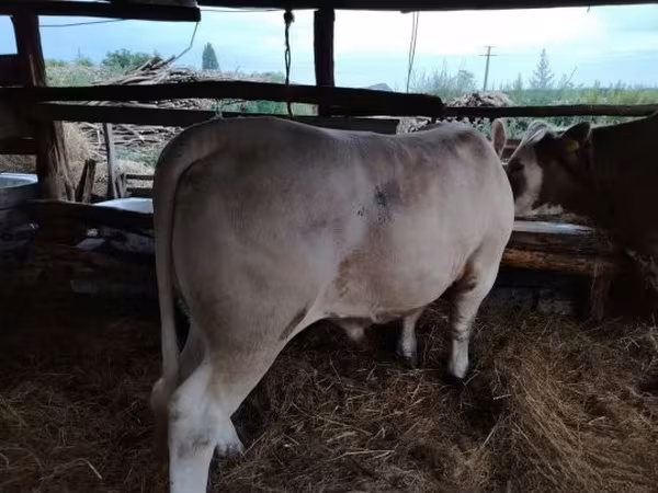 Buqa, Charolais cattle