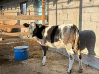 Bull, Belgian Blue — photo 2