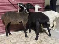 Sheep (batch, sex not specified), Sheep — photo 6