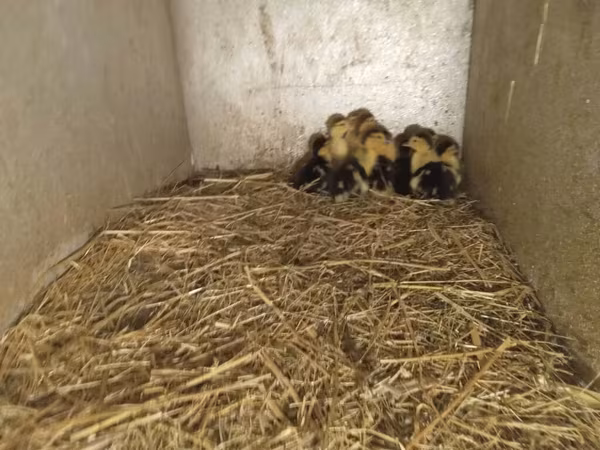 Ducks