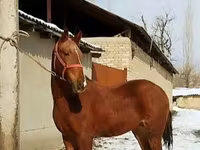 At, Karabair horse — foto 5