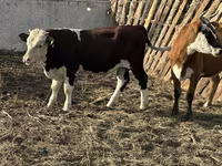 Býk, Holštýnské plemeno — foto 2
