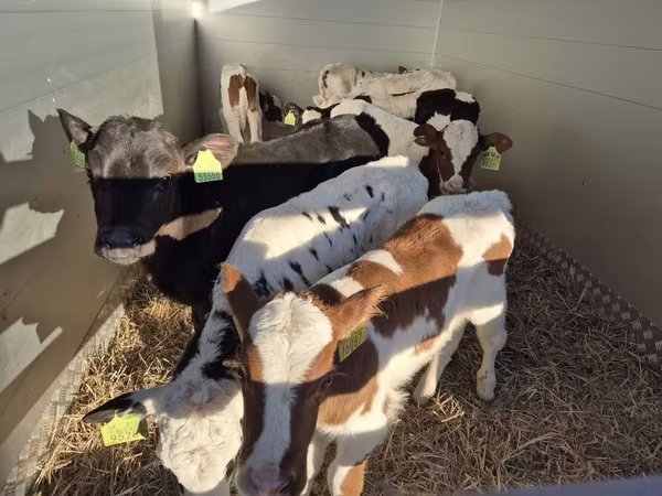 सांड, Simmental cattle