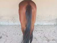 At, Arabian horse — foto 3