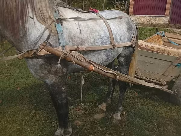 Конь, Лошади