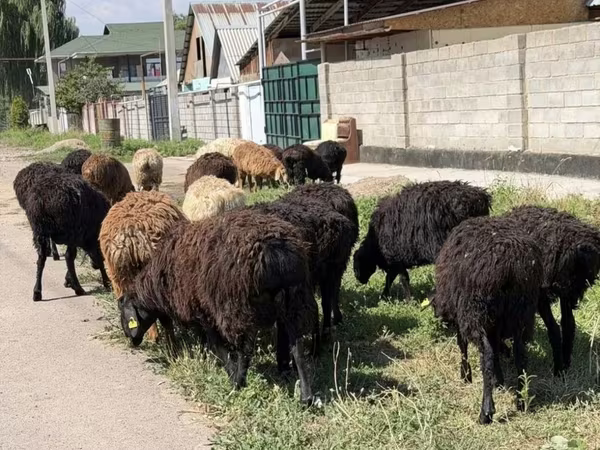 Qoç, Qoyunlar