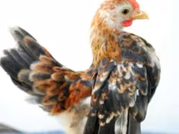 Chickens — foto 2