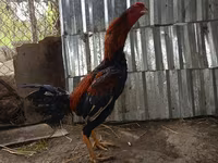 Chickens — photo 1