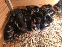 Australorp — foto 2