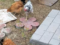 Chickens — foto 1