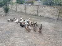 بكين ألماني — الصورة 1