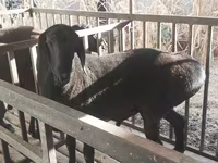 मेढ़ा, Aland sheep — फ़ोटो 2