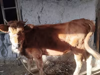 Cow, Cattle — photo 4