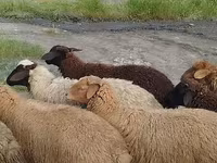Sheep (batch, sex not specified), Sheep — photo 2