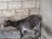 Koza, Kozy — foto 3