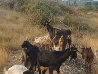 Goat, Goats — photo 5