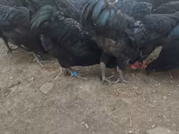 Australorp — photo 7