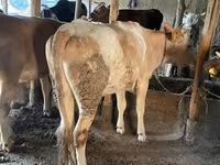 Býk, Simmental cattle — foto 7