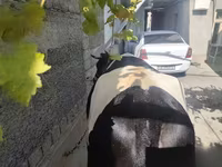 Krava, Russian Black pied cattle — foto 2