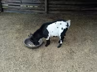 Ziegenbock, Nigerian dwarf goats — Foto 4