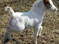 Horse (M), Miniature horse — photo 6